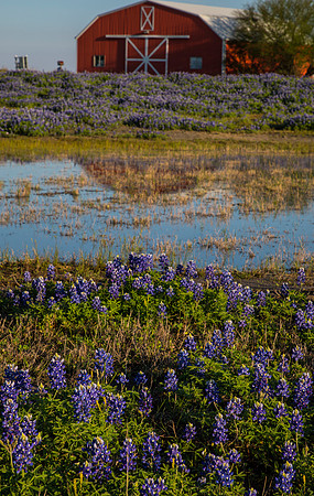 Texas Bluebonnet KAC0819