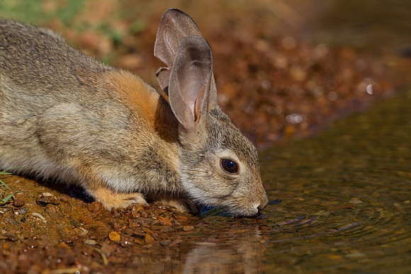 Desert cottontail KAC8948