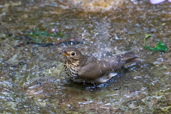 Swainson's thrush KAC9427