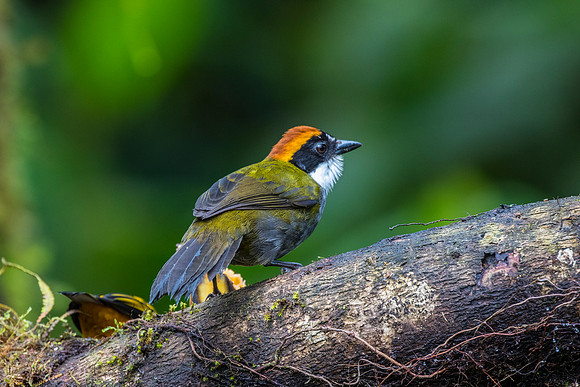 Chestnut-capped Brush-Finch KAC0065