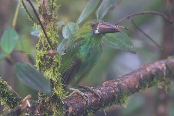 Crimson-rumped toucanet KAC9733