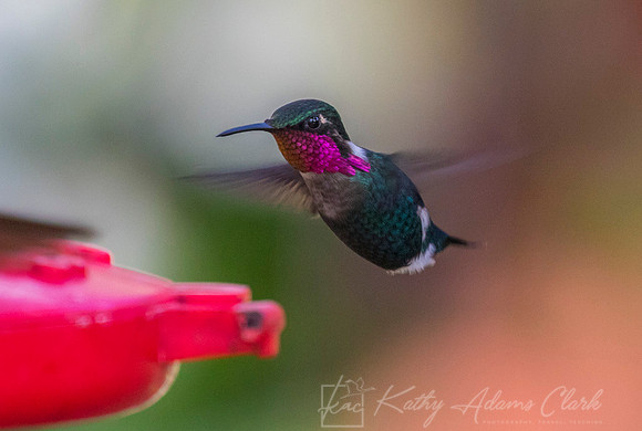 Gorgeted woodstar hummingbird KAC8102