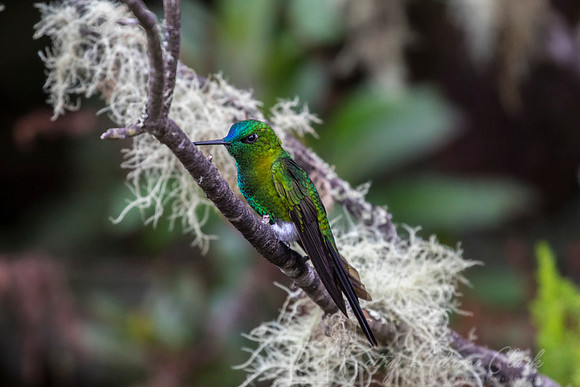 Sapphire-vented puffleg hummingbird KAC9080