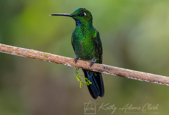Green-crowned brilliant hummingbird KAC9314