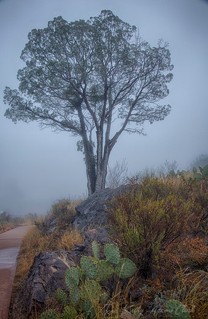 Tree in Fog KAC0544_HDRv2