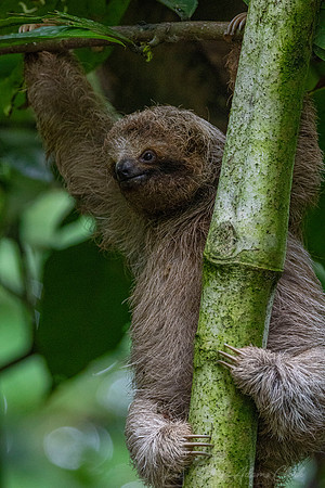 Three-toed sloth KAC3929