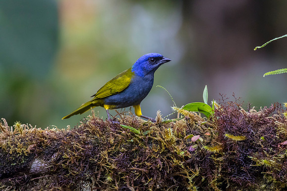Blue-capped tanager KAC9861