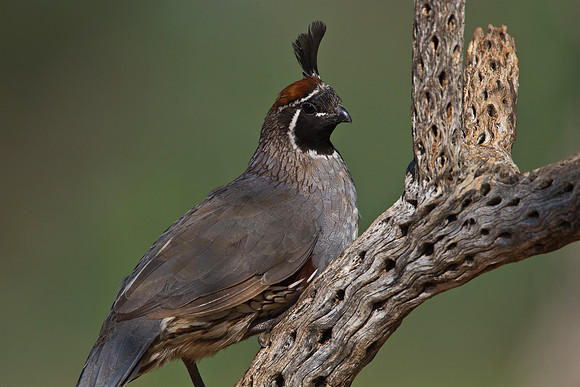 Gambel's quail KAC1453