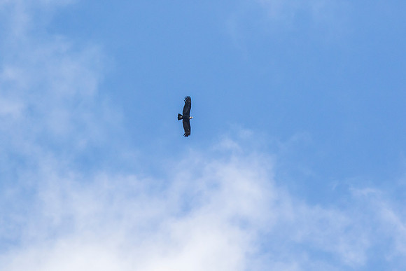 Andean Condor KAC8357