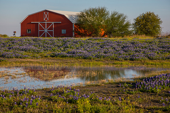 Texas Bluebonnet KAC0817