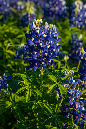 Texas Bluebonnet KAC0811