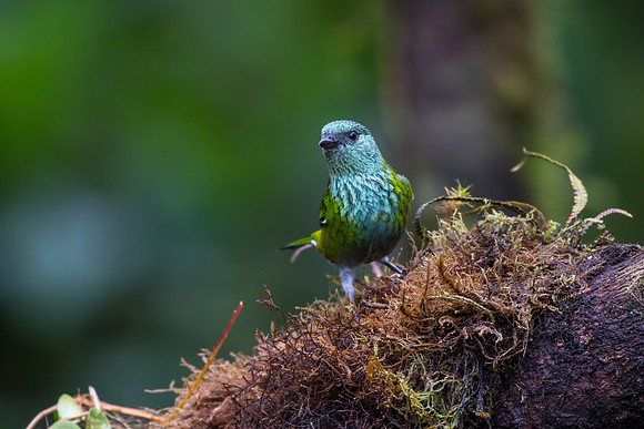 Black-capped tanager KAC0015