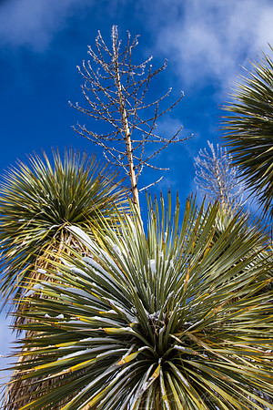 Soaptree Yucca KAC0064