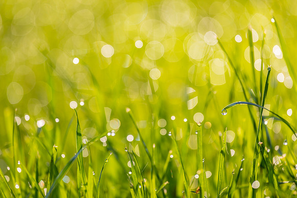 Grass Morning Spring KAC0585