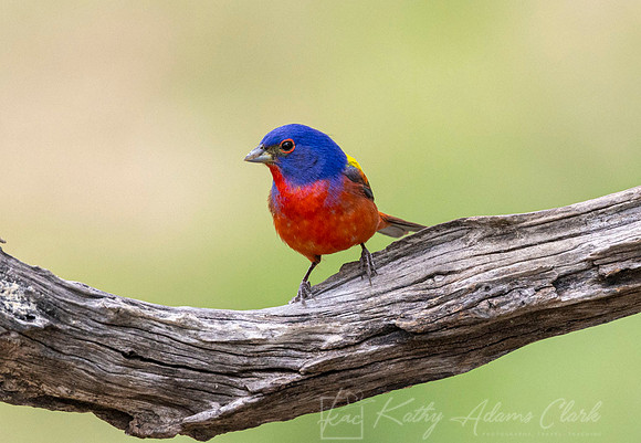 Painted bunting KAC6046