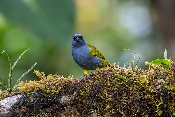 Blue-capped tanager KAC9867