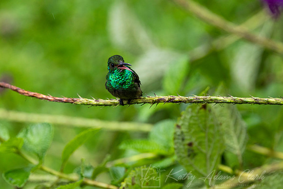 Rufous-tailed hummingbird KAC6694