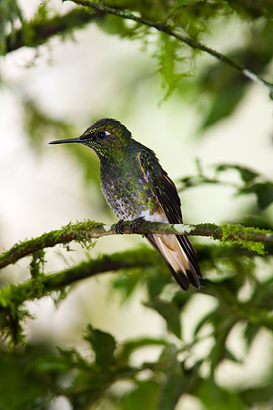 Buff-tailed coronet hummingbird KAC4387