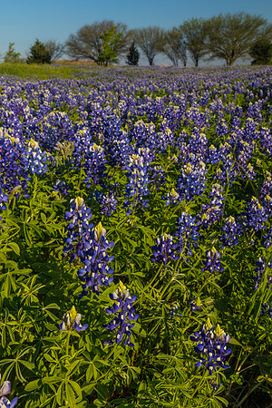 Texas Bluebonnet KAC0830