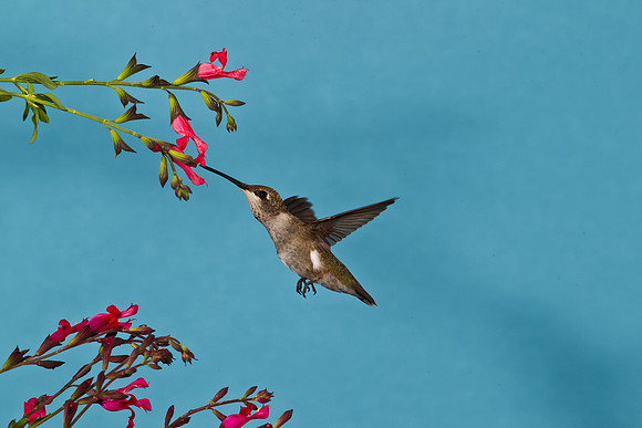 Black-chinned Hummingbird KAC2264
