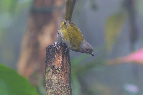 Dusky Chlorospingus KAC0087