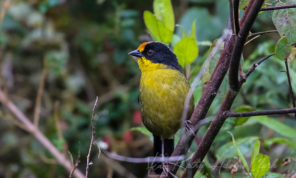 Pale-naped Brush-finch KAC7712