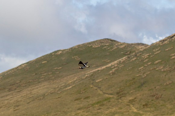 Andean lapwing KAC8689
