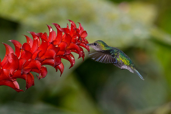 Booted racket-tail hummingbird KAC0144