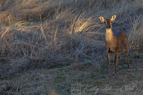 White-tailed deer KAC2794