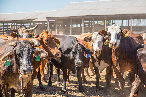 Cattle in Pen KAC7803