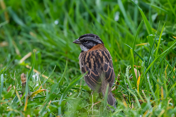 Rufous-collared sparrow KAC7656
