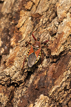 Assassin Bug KAC0969