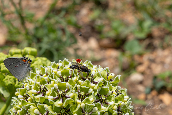 Bee species Antelope Horn KAC0963