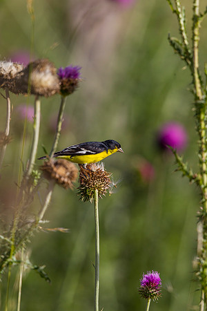 Lesser goldfinch KAC8340