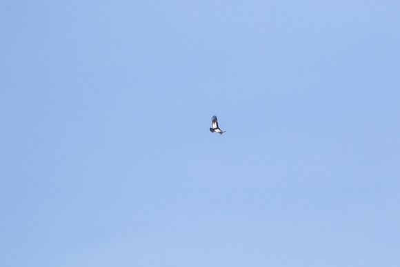 Andean Condor KAC8399