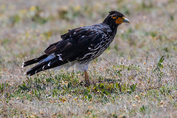 Carunculated caracara KAC8600
