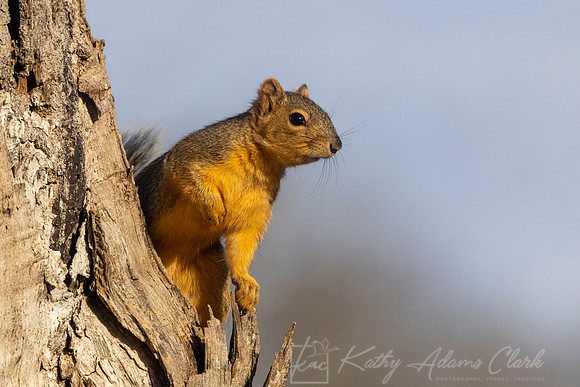Fox Squirrel KAC1570