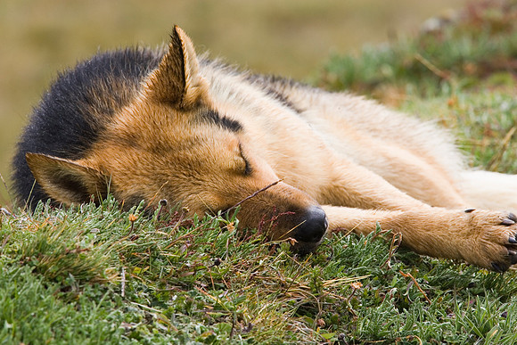 Domestic dog KAC607421