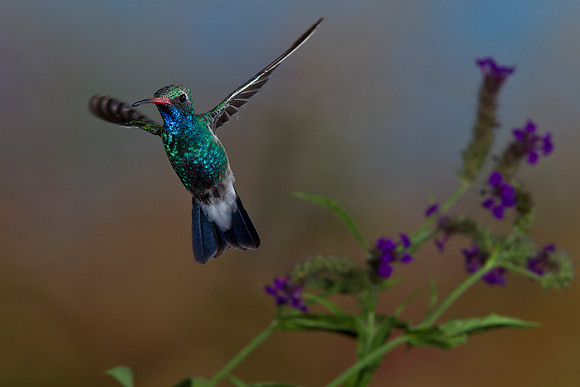 Broad-billed Hummingbird KAC2606