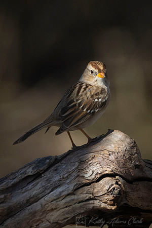 Chipping sparrow KAC1202