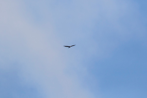 Andean Condor KAC8281
