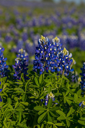 Texas Bluebonnet KAC0841
