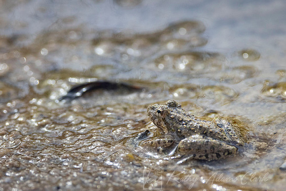 Rio Grande Leopard Frog Lithobates berlandieriKAC9999