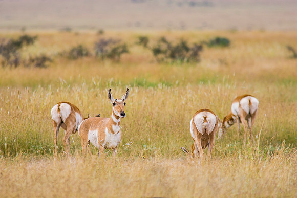 3 Pronghorn antelope KAC100606