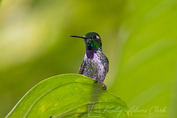 Purple-bibbed whitetip hummingbird KAC9321