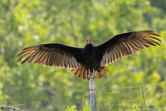 Black vulture KAC5988