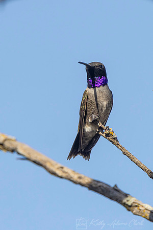 black-chinned hummingbird KAC2648