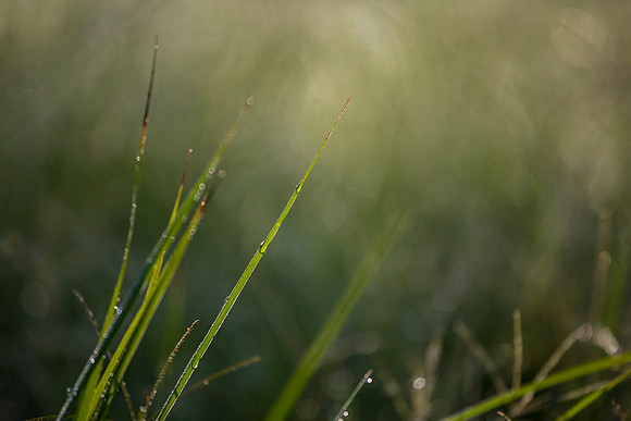 Summer Grasses KAC2761