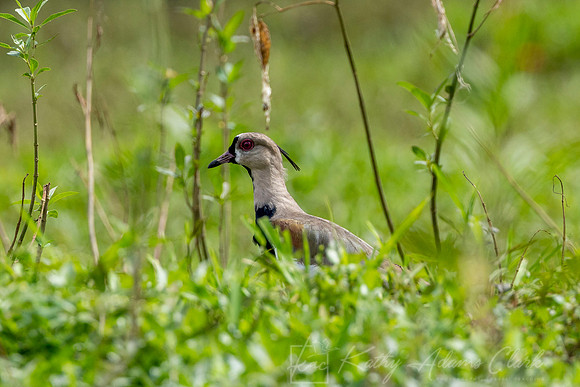 Southern lapwing KAC4148