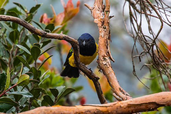 Black-chested mountain-tanager KAC9258